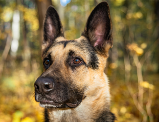 methane detector dog